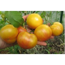 Редкие сорта томатов Хартсак Желтый